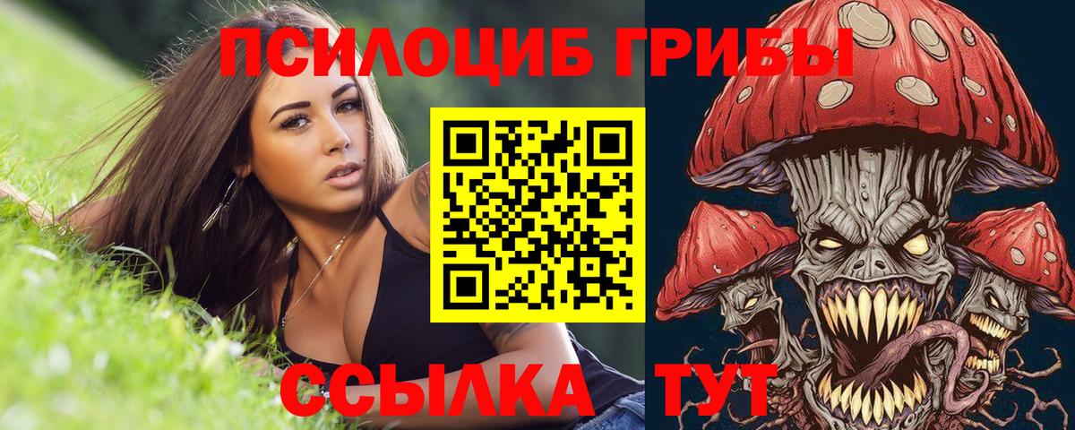 Галлюциногенные грибы Psilocybe Киселёвск